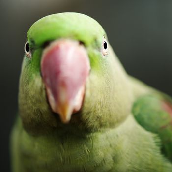 Close up of a large green King Parrot