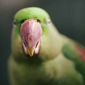 Close up of a large green King Parrot