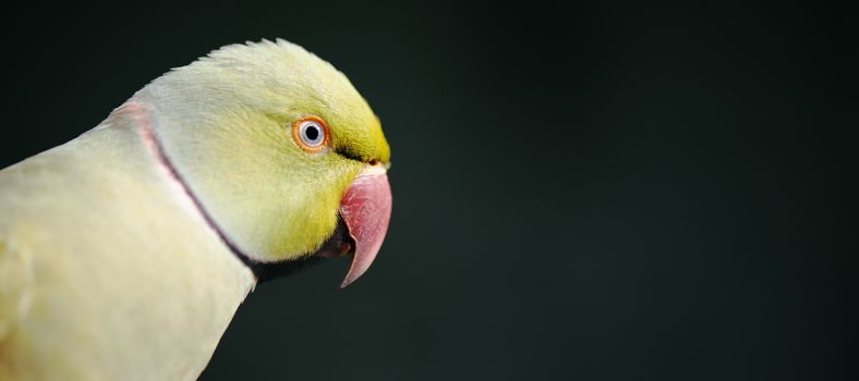 Close up of a large green King Parrot