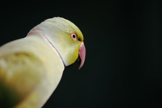 Close up of a large green King Parrot