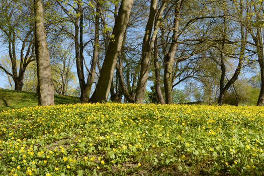Bank of yellow celandine flowers blooming among trees in Deer's Park, Tallinn, Estonia