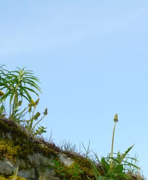 Dandelions grow with moss and weeds on a stone wall, against a blue sky with copy space