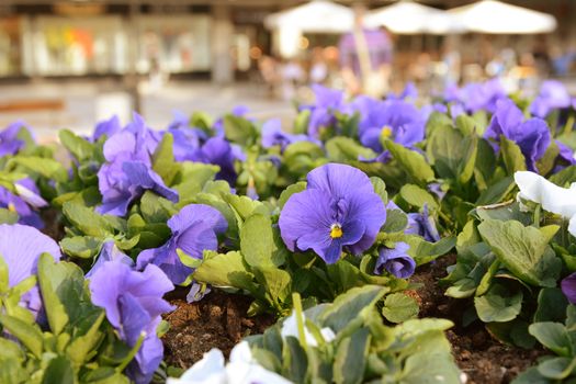 Mauve pansy flower in selective focus. Beyond the planter full of flowers the town is in blurred bokeh.