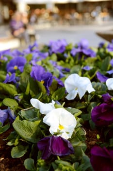 White and purple pansies in selective focus. Behind the flower bed city life is in blurred bokeh.