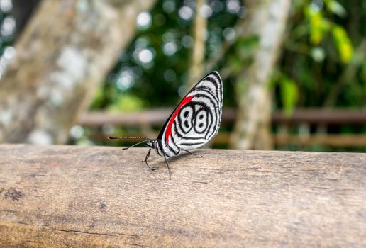 black, white and red butterfly at iguazu falls national park