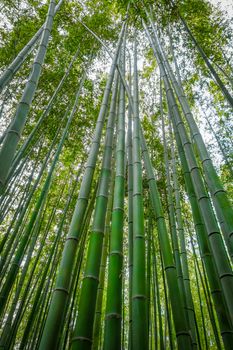 Arashiyama bamboo forest in Sagano, Kyoto, Japan
