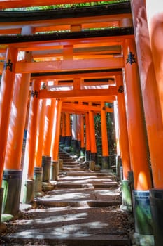 Fushimi Inari Taisha torii shrine, Kyoto, Japan