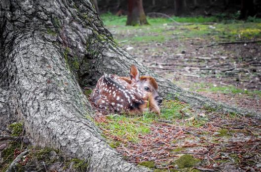 New born Sika fawn deer in Nara Park forest, Japan