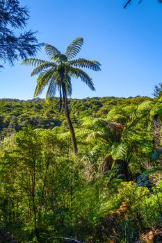 Abel Tasman Coast Track in national park. New Zealand