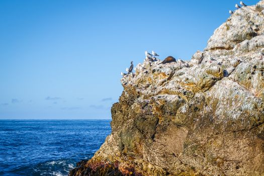 Sea lions on a rock in Kaikoura Bay, New Zealand