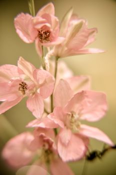 Soft background of tiny pink flowers vertical