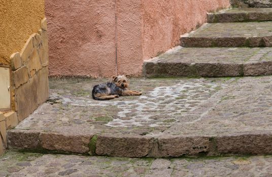 young yorkshire terrier dog laying down on the stairs in the street of castelsardo italy