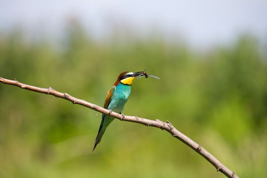 Bee-eater (Merops apiaster) playing with red dragonfly in beak on brunch - tropical colours bird, Isola della Cona, Monfalcone, Italy, Europe