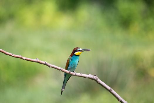 European Bee-eater (Merops apiaster) with insect - dragonfly on brunch - tropical colours bird, Isola della Cona, Monfalcone, Italy, Europe