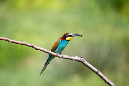 European Bee-eater playing with insect (Merops apiaster) on brunch - tropical colours bird, Isola della Cona, Monfalcone, Italy, Europe