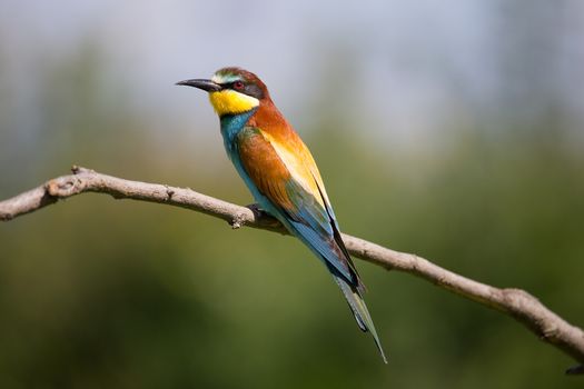 European Bee-eater (Merops apiaster) on brunch - Bird Male with Female, Isola della Cona, Monfalcone, Italy, Europe