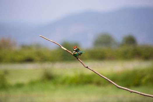 European Bee-eater in mating (Merops apiaster) on brunch - Bird Male with Female, Isola della Cona, Monfalcone, Italy, Europe