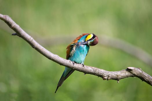 Bee-eater (Merops apiaster) washing on brunch - tropical colours bird, Isola della Cona, Monfalcone, Italy, Europe