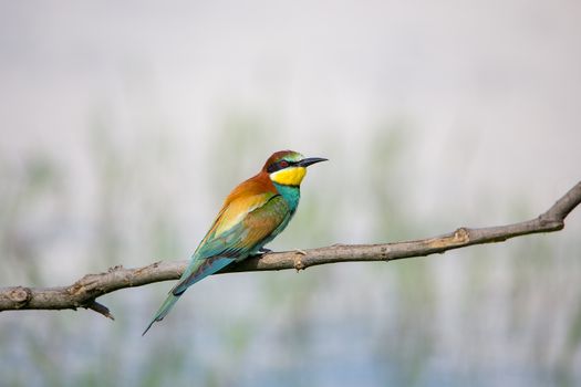 European Bee-eater (Merops apiaster) on brunch - Bird Male with Female, Isola della Cona, Monfalcone, Italy, Europe