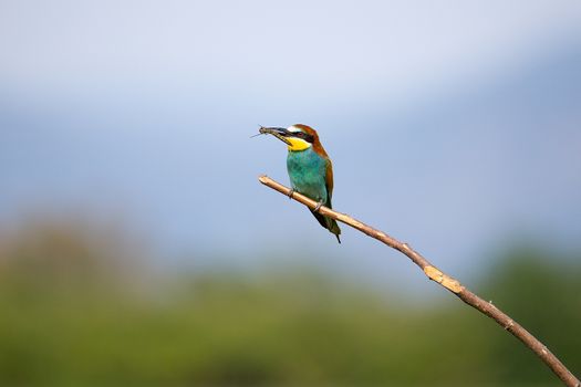 Bee-eater playing with insect (Merops apiaster) on brunch - tropical colours bird, Isola della Cona, Monfalcone, Italy, Europe