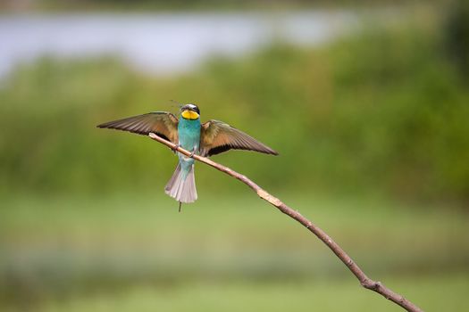 European Bee-eater with dragonfly flying (Merops apiaster) on brunch - tropical colours bird, Isola della Cona, Monfalcone, Italy, Europe