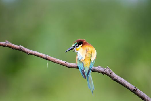 Bee-eater (Merops apiaster) scratching and washing on brunch - tropical colours bird, Isola della Cona, Monfalcone, Italy, Europe