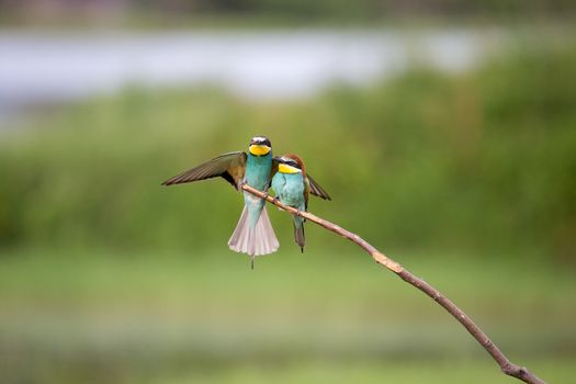 European Bee-eater fight (Merops apiaster) on brunch - Bird Male with Female, Isola della Cona, Monfalcone, Italy, Europe