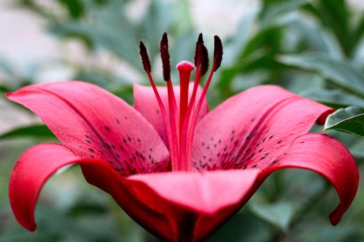 big red lily in the garden. photo