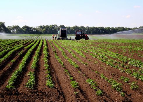 watering the field tomato. agroculture. a photo