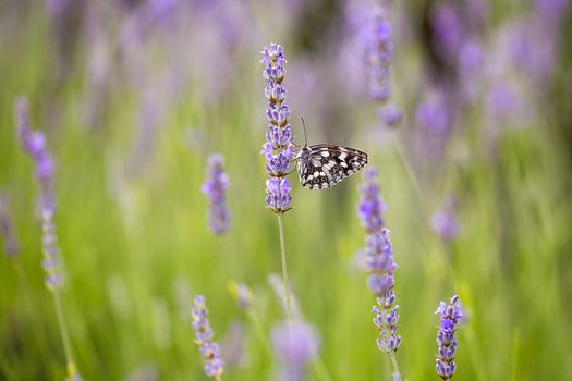 Lavander blossom with Marbled White butterfly (Melanargia galathea), macro photography, copy space, background