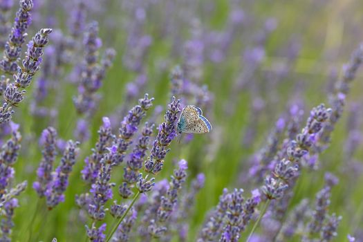 The chalkhill blue butterfly on lavander flower (Polyommatus coridon, Lysandra coridon), macro photography, copy space, background