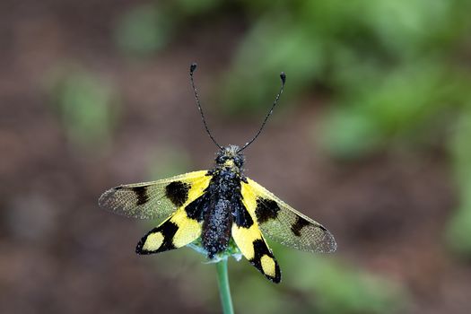 Macaronius owlfly (Libelloides macaronius) with spread wings and water drops