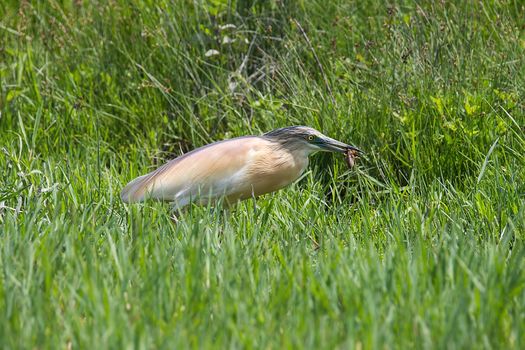 Squacco heron (Ardeola ralloides) big catch + haron with cricket in beak, looking for food, fresh autumn green grass