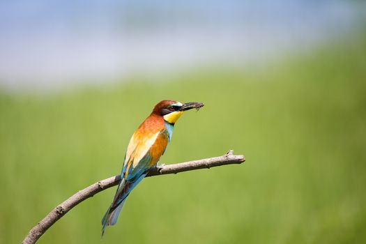 European Bee-eater with insect (Merops apiaster) on brunch - Bird Male with Female, Isola della Cona, Monfalcone, Italy, Europe