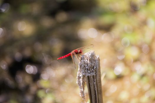 Red Scarlet dragonfly, Crocothemis erythraea on brunch, Damselfly, Dragonfly, Insect, Libellulidae, animal background