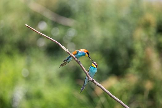 European Bee-eater courtship (Merops apiaster) - male with insect for female, Isola della Cona, Monfalcone, Italy, Europe