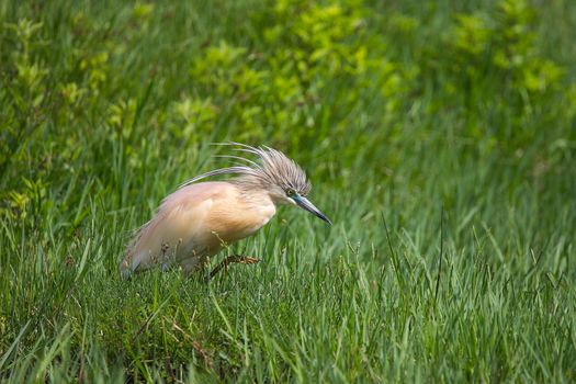 Squacco heron (Ardeola ralloides) big catch + haron with cricket in beak, looking for food, fresh autumn green grass