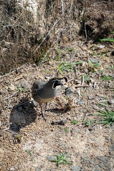 California Quail (Callipepla californica) with Chicks