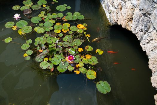 Pond with koi carps and lily pads, lotus flowers on the water, stone bridge leading across water