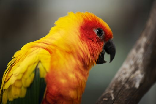 Close up of a bright coloured Sun Conure parrot.
