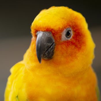 Close up of a bright coloured Sun Conure parrot.