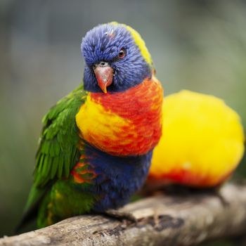 Rainbow lorikeet out in nature during the day.