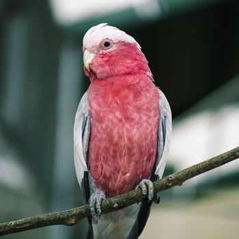 Closeup of a large pink and grey Galah.