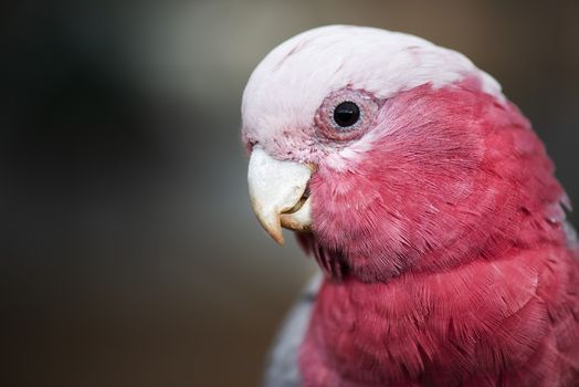 Closeup of a large pink and grey Galah.