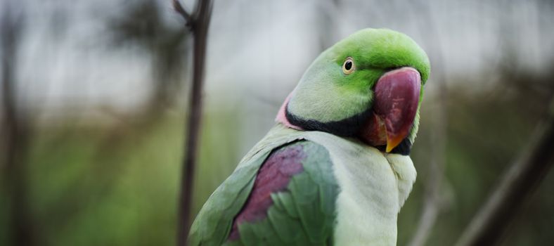 Close up of a large green King Parrot