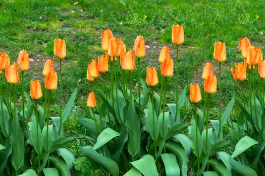 Red and orange tulips against the background of green grass.