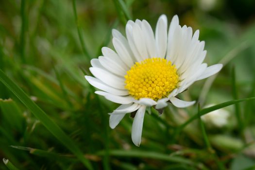 Close up view of a little white daisy flower