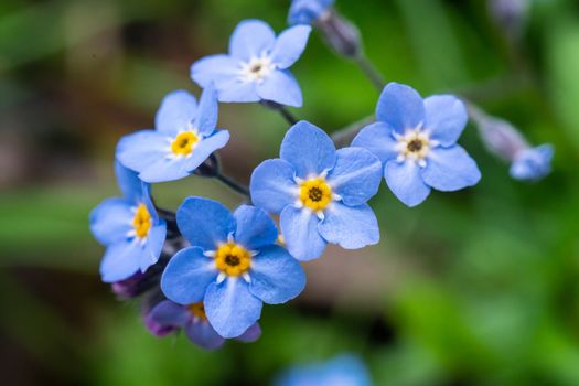 Myosotis scorpioides which is also called Forget Me Not