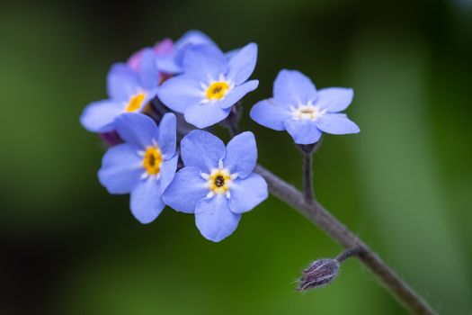 Myosotis scorpioides which is also called Forget Me Not