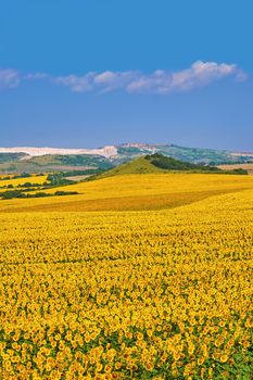 Sunflowers Field in Varna District, Bulgaria